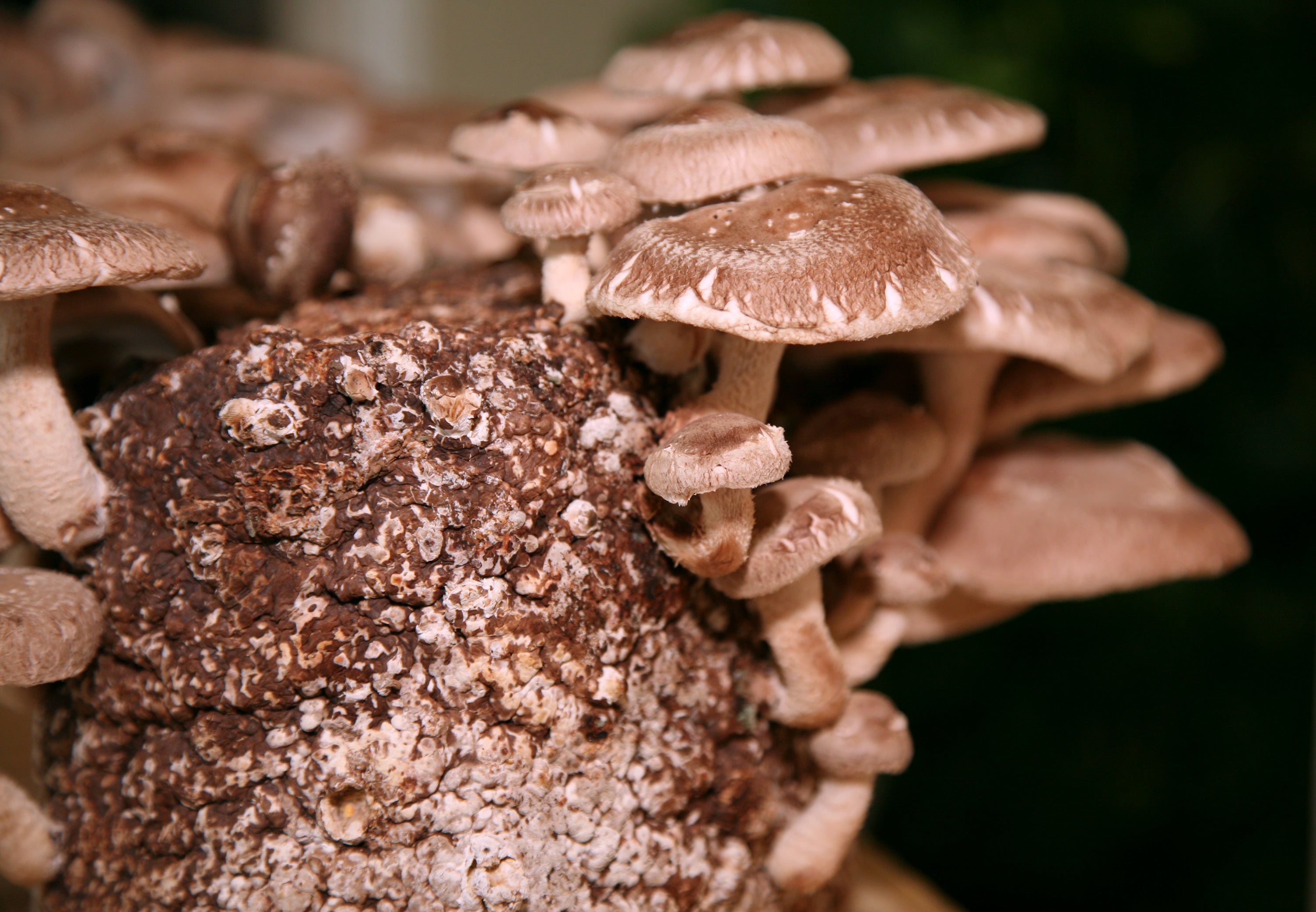 Shiitake + Maitake Mushrooms tobeinbloom