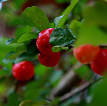 Acerola