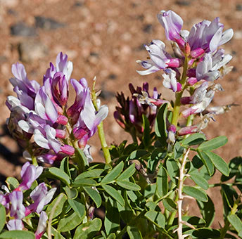 Astragalus
