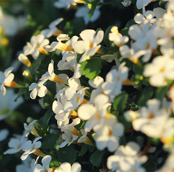 Bacopa