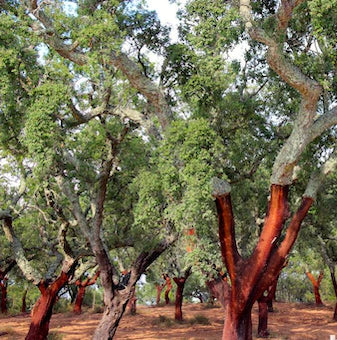 Cassia Cinnamon