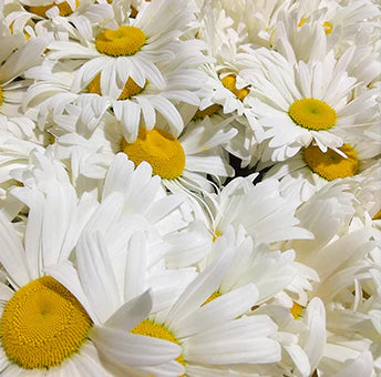 Chamomile Flowers