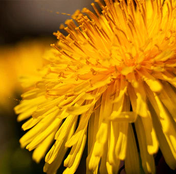Dandelion Root