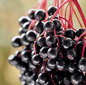 Elderberry