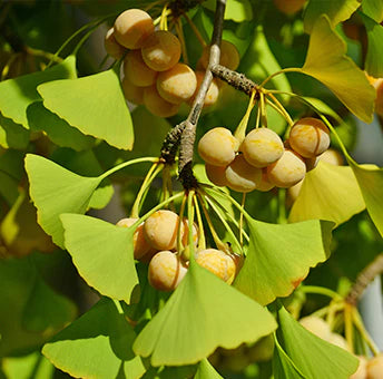 Ginkgo