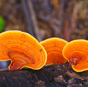 Reishi Mushroom