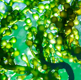 Spirulina