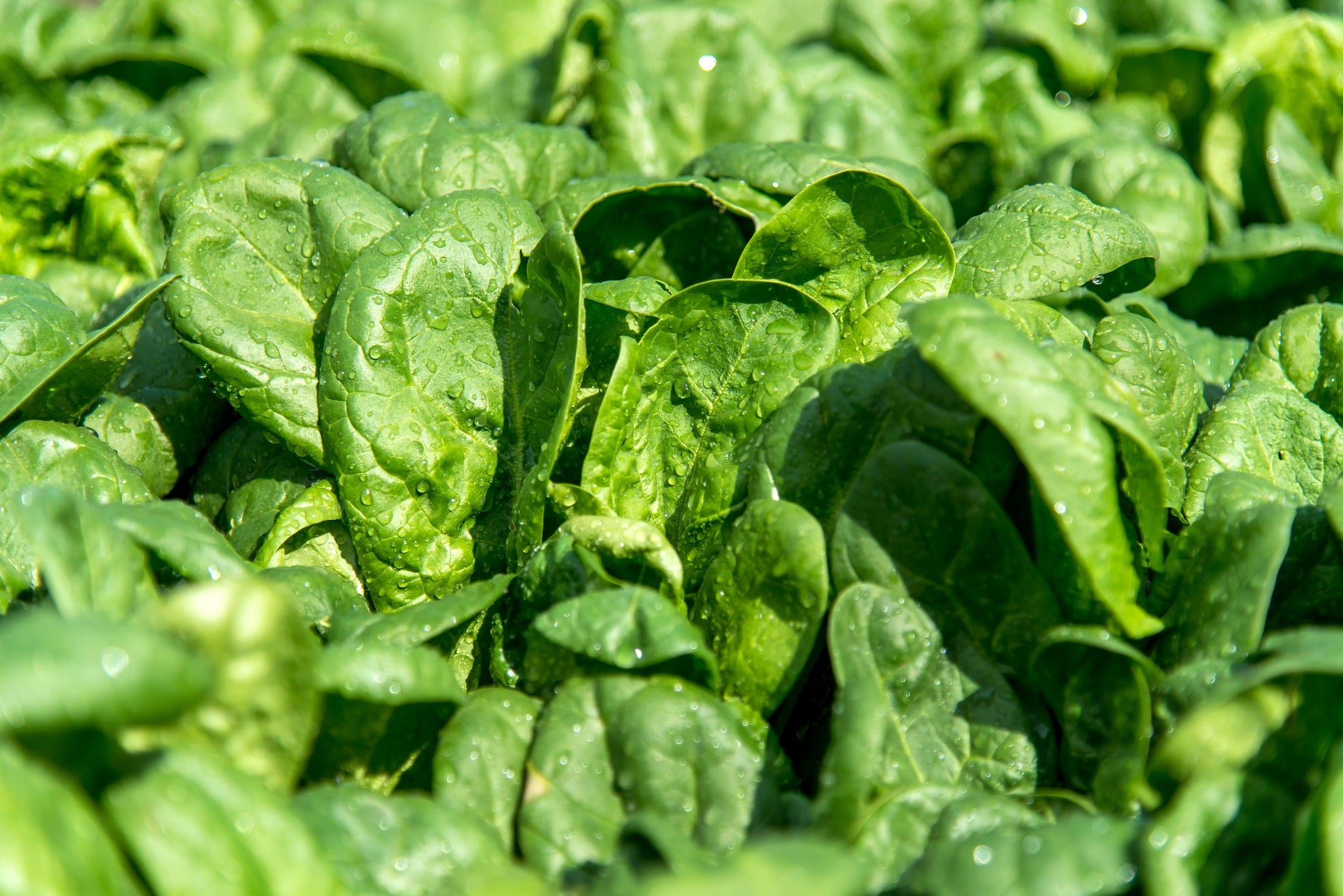 17 Leafy Greens & Veggies