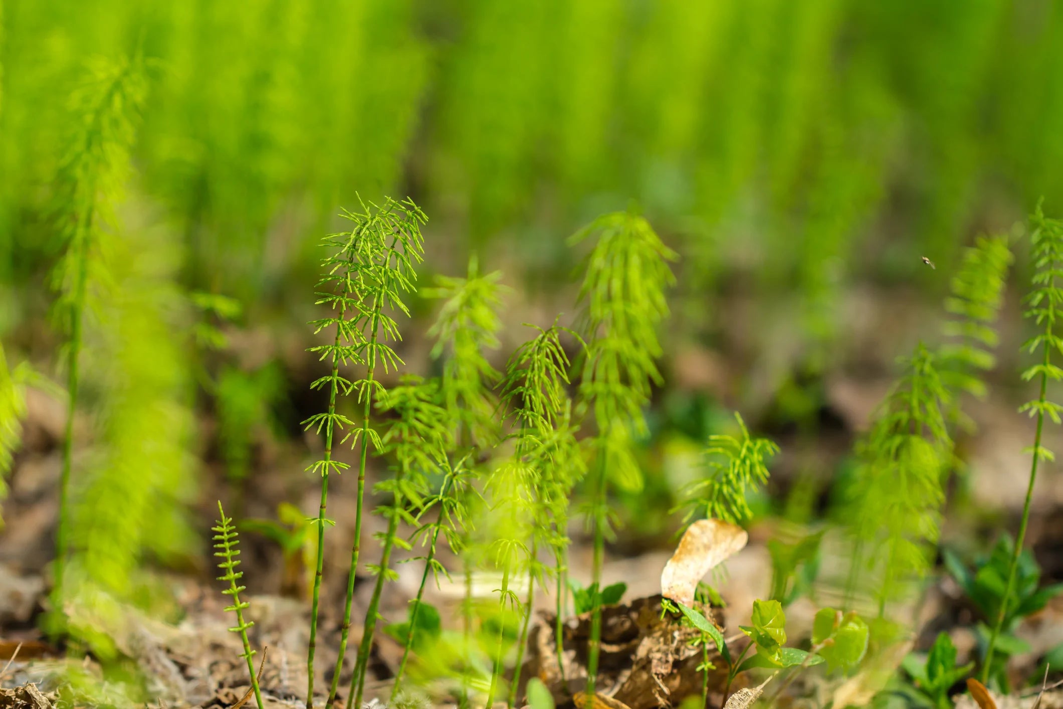 Silica-rich Horsetail Extract